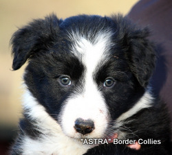 black and white FEMALE border collie puppy